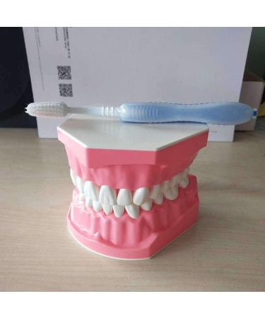 LBYLYH Dental Implant Teeth - Oral Care Brush Model & Educational Dental Template for Early Childhood Learning - Buy Online on SooperMarket.com
