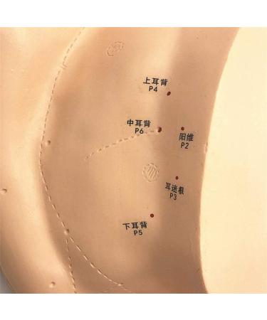 Human Body Model Acupuncture Pressure Points and Meridians 40cm - Buy Online on SooperMarket.com