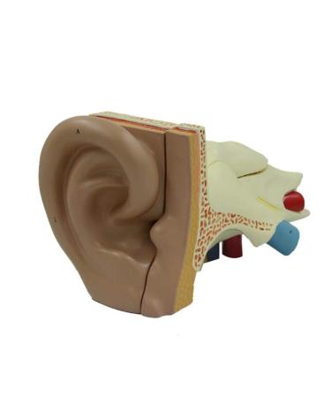 Human Ear Model Professional Ear Simulation Model 6X Magnification Human Organ Model Ear Model 5-Piece Medical Education Model