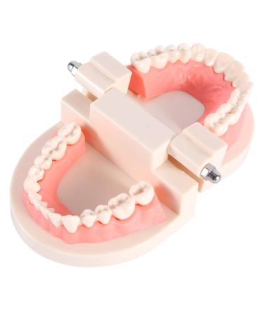 Buy Educion Teeth Bagima 10x8x7 PVC Dental Model for Kids - Effective Tooth Brushing Teaching Tool | International Shipping Available - Buy Online on SooperMarket.com
