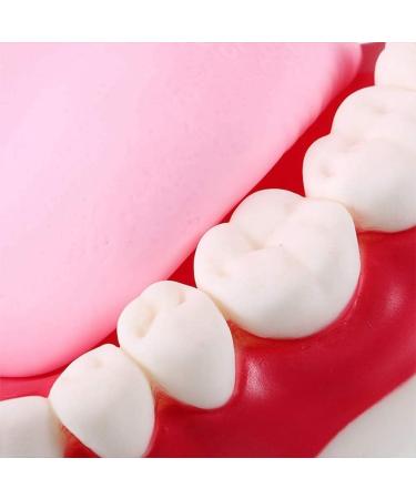 LBYLYH Standard Dental Lehling Model - Realistic Teeth Soft Chewing Gum & Tongue for Clinical Demonstrations - Easy to Use & Store - Buy Online on SooperMarket.com