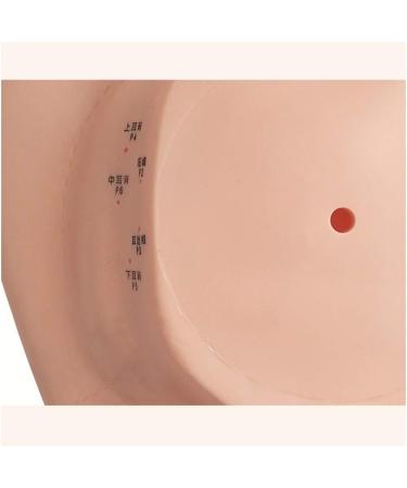 Acupuncture Ear Point Template - 40cm Acupuncture Ear Model - Large Reflection Zone Ear Point Template - for Medical Acupuncture - Buy Online on SooperMarket.com