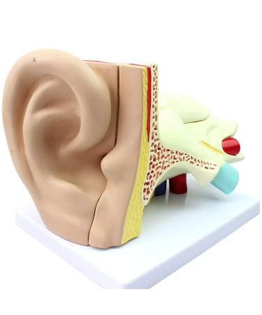 Human Ear Template Outdoor Ear Medium Ear Inner Ear Ear Structure Model Suitable
