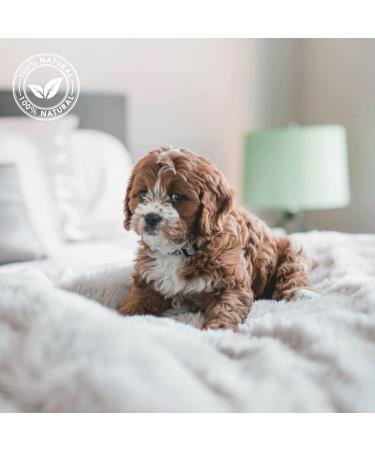 Talc Balancing Cream for Puppies & Kittens - 500ml | IV San Bernard - Gentle Cleaning for Young Animal Coats - Buy Online on SooperMarket.com