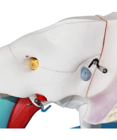 Ear Anatomy Model Human Medical Ear Inner Ear Medium Ear earpted with Enlarged Ear Texture - Buy Online on SooperMarket.com