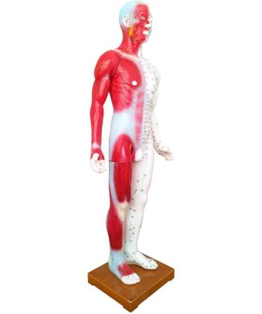 Acupuncture Template - Acupuncture and Male Muscle - 85cm - Half Skin and Half Point Point and Meridians Anatomy - Buy Online on SooperMarket.com