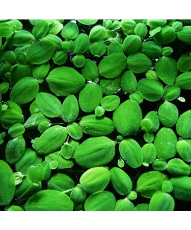 14x Dwarf Water Lettuce - Live Aquarium Floating Plant for Beginner