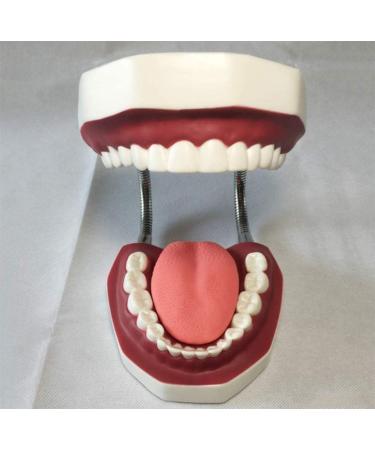 LBYYH Life-Size Dental Teeth Model for Kids - Standard Adult Demonstration Tooth for Early Oral Education & Brushing Practice - Buy Online on SooperMarket.com