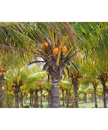 Organic Brown Coconut Sugar 10 Pounds - Non-GMO, Kosher, Vegan, Fair Trade, Unrefined Sweetener - Perfect for Baking - Bulk 10 Pound Pack - Buy Online on SooperMarket.com