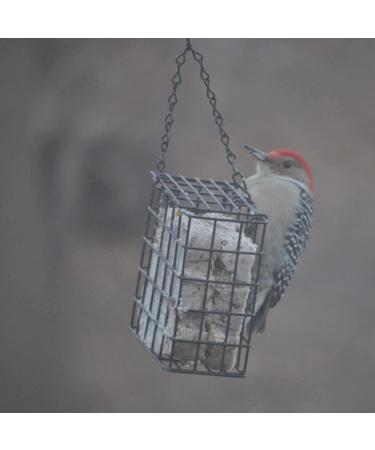C&S Wild Bird Double Suet Basket  2.7" D x 5.3" W x 5.2" H - Buy Online on SooperMarket.com