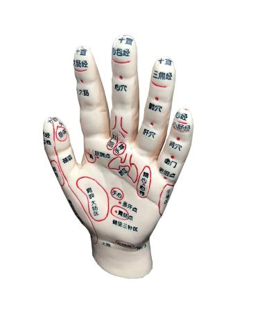 Acupuncture Main Model - Acupuncture Education Teaching Model - HD Chinese Human Lettering - for Points of Acupuncture Meridian and Medical Acupuncture