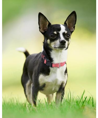 Joytale Reflective Dog Collar for Puppies - XS Pink | Durable & Stylish | Ideal for Safe Night Walks - Buy Online on SooperMarket.com