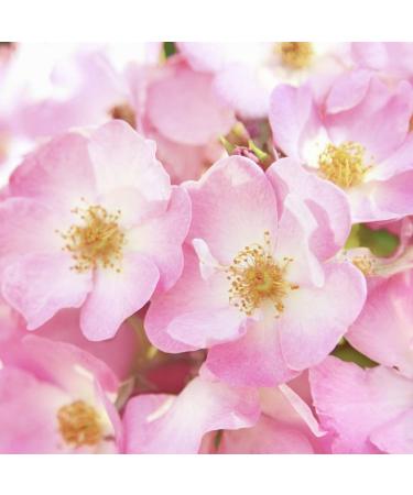 Weleda Renewing Eye Cream - 0.34 fl oz | Wild Rose Formula - Buy Online on SooperMarket.com