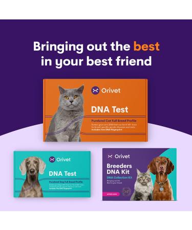 ORIVET Cat Breed DNA Test - 1 Pack | Comprehensive Genetic Health Screening & LifePlan | At Home Cheek Swab | Accurate & Fast Results - Buy Online on SooperMarket.com