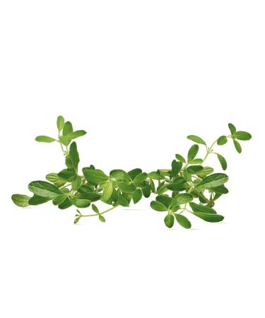 Yves Rocher Lifting V g tal Anti-Aging Face & Neck Serum - Firming Moisturizer with Botanical Collagen for All Skin Types 30ml - Buy Online on SooperMarket.com