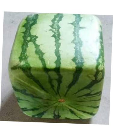 OSALADI 2pcs Pumpkin Fruit Tools Vegetable Growth Mold Large Pole Shaping Mold Watermelon Square Former 15x15cmx2pcs Transparentx2pcs - Buy Online on SooperMarket.com