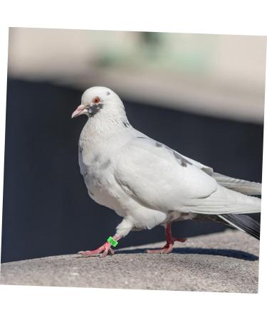 Kisangel 300 Pcs Pigeon Anklet Tag Where Pigeon Identification Ring Pigeons Leg Ring Baby Chicken 1.3X1.3CMx3pcs Greenx3pcs - Buy Online on SooperMarket.com