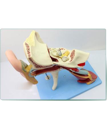 Human Medical Ear Anatomic Model of The Inner Ear of The Inner Ear of The Eardrum The Temporal Bone Ear Nose and Throat for Veterinary Anatomy Learning - Buy Online on SooperMarket.com