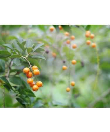 Organic Golden Berries 1lb | Non-GMO Dried Whole Berries | Unsweetened & Sulfite-Free | Kosher & Vegan | Vitamin A-Rich Snack for Baked Goods & Granola - Buy Online on SooperMarket.com