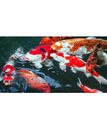 Sera Koi Professional Summer Food 2.2 kg - High-Energy Koi Futter for Optimal Growth & Health Reduced Water Load & Algae Prevention - International Shipping Available - Buy Online on SooperMarket.com