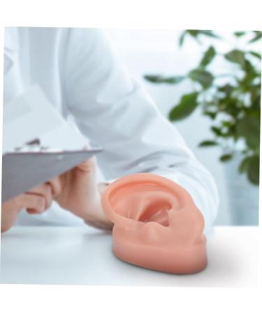 Beavorty 3 Pcs Human Ear Model Set | Silicone Ear Models for Studs | Simulation Piercing Ear Display Prop 6.5x3.5cm (Coffee, 3pcs) - Buy Online on SooperMarket.com