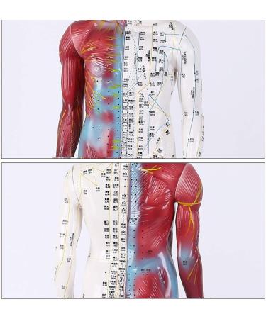 Male Human Body Model with Muscles for Pressure Acupuncture and meridians - Buy Online on SooperMarket.com