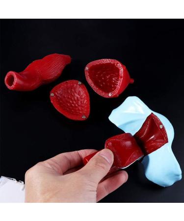 Women's Female Model with Pelvic Floor Muscle Model Natural Laboratory Size - Buy Online on SooperMarket.com