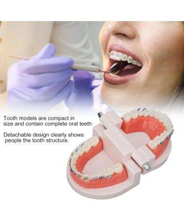 Buy Typodont & Demonstration Tooth Model | Educational Dental Training Tools for Labs - Buy Online on SooperMarket.com