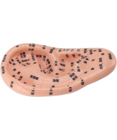 Buy 17cm Ear Acupuncture Point Model - Large Reflexology Learning Display for International Shipping - Buy Online on SooperMarket.com