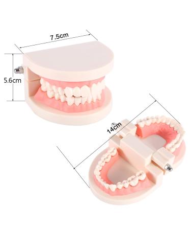 Model Teeth Dental Study - 10x8x7 PVC Teaching Aid for Kids | Learn to Brush Teeth - Buy Online on SooperMarket.com