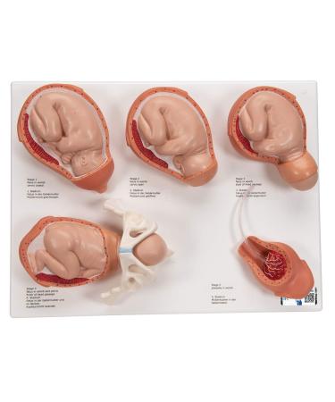 3B Scientific VG393 Labor Stages Model 12.2-Inch Lengthx15.7-Inch Widthx5.1-Inch Height