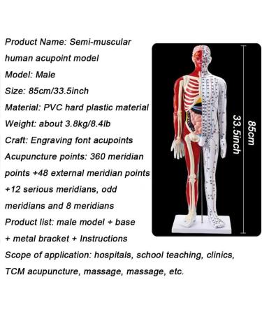 Male Acupuncture and Muscle Model Acupuncture Manikin 85Cm Meridian Anatomy Models with Accurate Lettering of Acupuncture Points for Teaching Training Presentation - Buy Online on SooperMarket.com