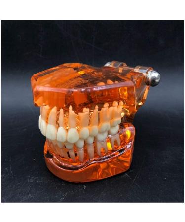 Transparent Dental Model for Adult Dentists | Realistic Teeth & Gums for Teaching & Demonstration - International Shipping - Buy Online on SooperMarket.com