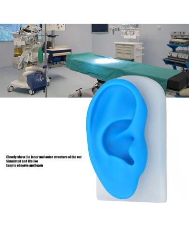 Flexible Silicone Ear Model for Hearing Amplifier Display - Professional Student Tool - Buy Online on SooperMarket.com