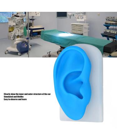 Ear Model ANGGREK Display Ear Model Soft Ear Modeling Tools Teaching Ear Model Elastic Ear Shaping Aids for Showing Learning and Assisting - Buy Online on SooperMarket.com