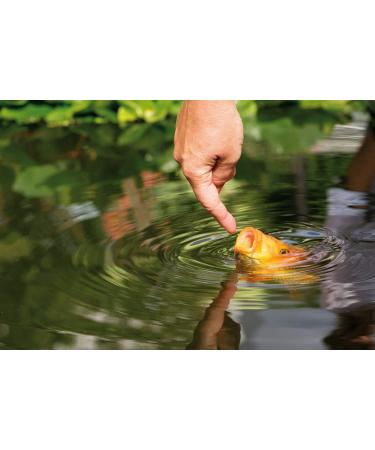 Al-Ko-Te 3-Anniversary Koi Feed Bundle - Premium 3mm & 6mm Floating Pellets for Spring to Autumn - 3kg Pack - Optimize Koi Growth & Health - Buy Online on SooperMarket.com
