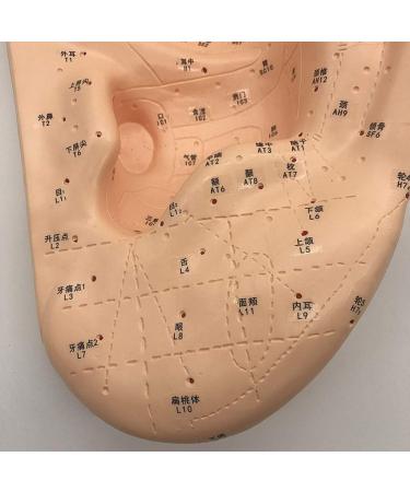 Ear Acupuncture Template Template - Human Giant Ear Acupuncture Template - Chinese Medicine Ear Pattern - Buy Online on SooperMarket.com