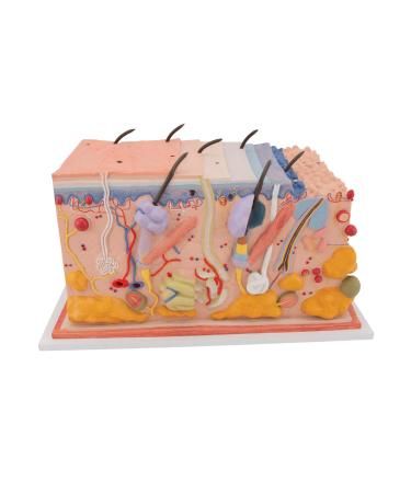 3B Scientific J13 Skin Block Model 70 Times Full-Size 17.3-Inchx9.4-Inchx9.1-Inch