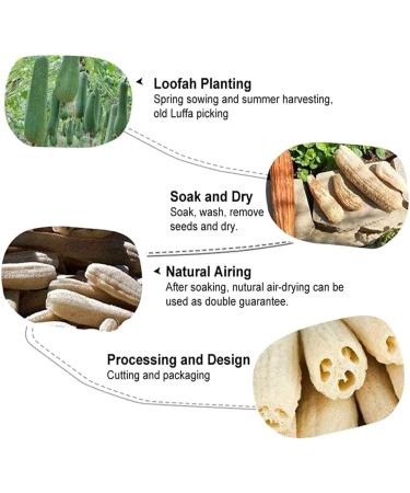 6 Pcs Natural Luffa Sponge Set - Biodegradable Luffa Sponges for Body Washing Shower Scrubs & Kitchen Cleaning - Buy Online on SooperMarket.com