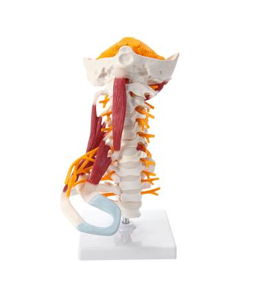 Human Anatomical Model Cervical Vertebra Model Cervical Spine with Neck Artery Occipital Bone Disc and Nerve Modelflexible