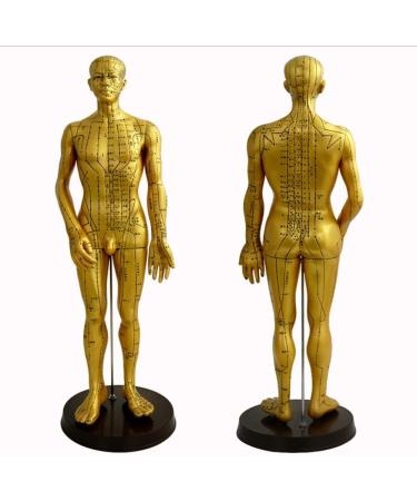 Human TCM Meridian Point Model Acupuncture Female Model Male Model + Hand Model + Foot Model + Ear Model - Buy Online on SooperMarket.com
