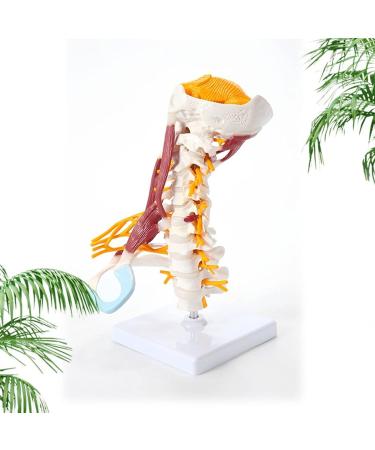 1:1 Life Size Cervical Vertebrae Vertebral Body Cervical Spine Nerve Model Human Anatomy Spinal Cord Cervical Vertebrae Skeleton - Buy Online on SooperMarket.com