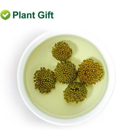 Plant Gift Panax Notoginseng Flower 60G/2.12oz Tienchi Notoginseng Tea Tienchi Ginseng - Buy Online on SooperMarket.com