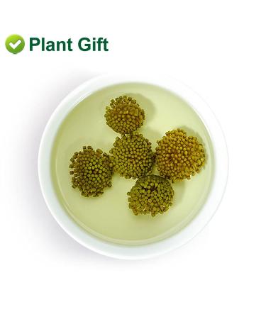 Buy Panax Notoginseng Flower Tea 60G | Premium Tienchi Notoginseng | International Shipping Available - Buy Online on SooperMarket.com