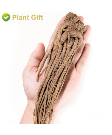 Buy Organic Angelica Root 70g - Dried Cut Root & Tea | Premium Archangelica Officinalis for Herbal Remedies - International Shipping - Buy Online on SooperMarket.com