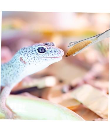 ORFOFE Reptile Feeding Clip Aquarium Pipette Feeding Tools Snake Tong Silver Stainless Steel - Buy Online on SooperMarket.com