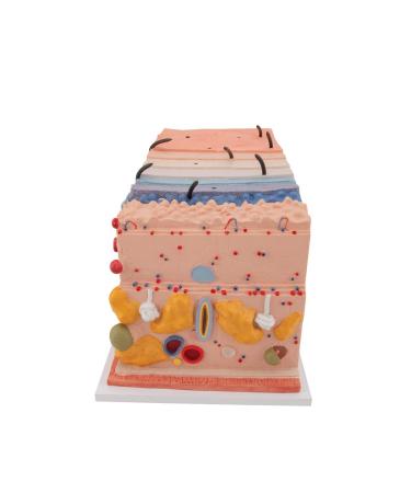 3B Scientific J13 Skin Block Model 70 Times Full-Size 17.3-Inchx9.4-Inchx9.1-Inch - Buy Online on SooperMarket.com
