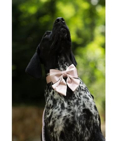 Shop Lionet Paws Bowtie Dog Collar - Silk Comfort for Medium Dogs (34-55cm) - Removable Flying Fine - Pink - Buy Online on SooperMarket.com