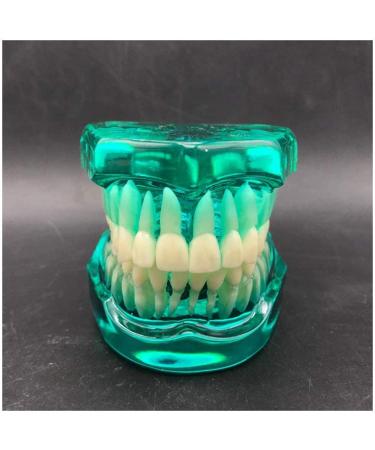 Transparent Dental Model for Adult Dentists | Realistic Teeth & Gums for Teaching & Demonstration - International Shipping - Buy Online on SooperMarket.com