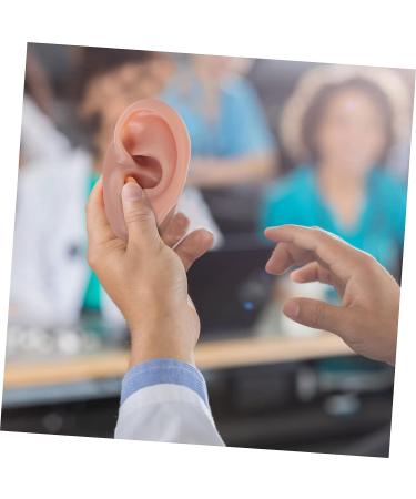 Beavorty 3 Pcs Human Ear Model Set | Silicone Ear Models for Studs | Simulation Piercing Ear Display Prop 6.5x3.5cm (Coffee, 3pcs) - Buy Online on SooperMarket.com
